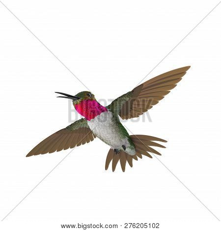 Broad Tailed Hummingbird Flying Pose 3d Illustration Isolated