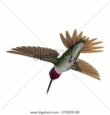 Broad Tailed Hummingbird Flying Pose 3d Illustration Isolated