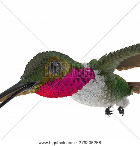 Broad Tailed Hummingbird Flying Pose 3d Illustration Isolated