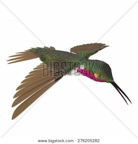 Broad Tailed Hummingbird Flying Pose 3d Illustration Isolated