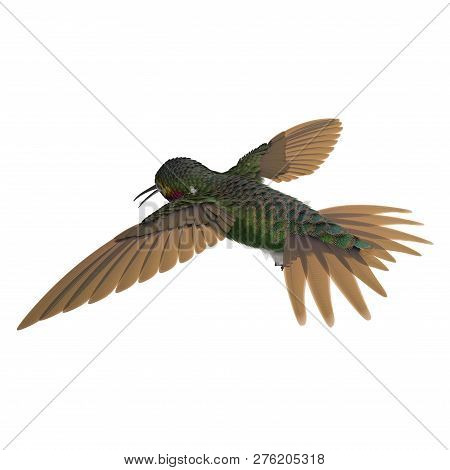 Broad Tailed Hummingbird Flying Pose 3d Illustration Isolated