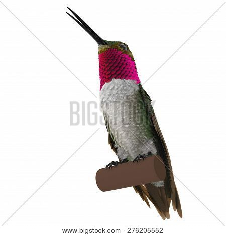 Broad Tailed Hummingbird Sitting On Branch 3d Illustration Isolated