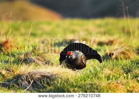 Aggressive Black Grouse In Mating Season ( Lyrurus Tetrix ); The Males Are Displaying In Lek During 
