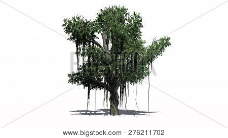 Chinese Banyan Tree With Shadow - Separated On White Background - 3d Illustration