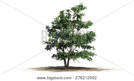 Korean Stewartia Tree On A Sand Area - Separated On White Background - 3d Illustration