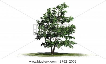 Korean Stewartia Tree On A Green Area - Separated On White Background - 3d Illustration