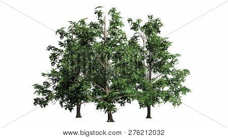 Korean Stewartia Tree Cluster - Separated On White Background - 3d Illustration
