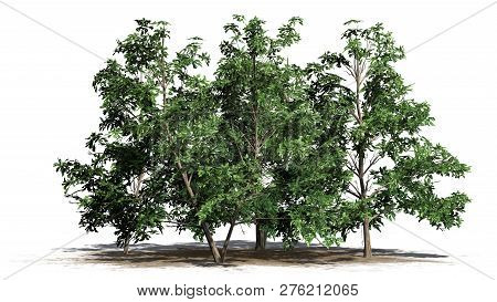 Korean Stewartia Tree Cluster On A Sand Area - Separated On White Background - 3d Illustration