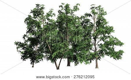 Korean Stewartia Tree Cluster - Separated On White Background - 3d Illustration