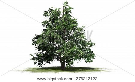Korean Stewartia Tree Spring On A Green Area - Separated On White Background - 3d Illustration