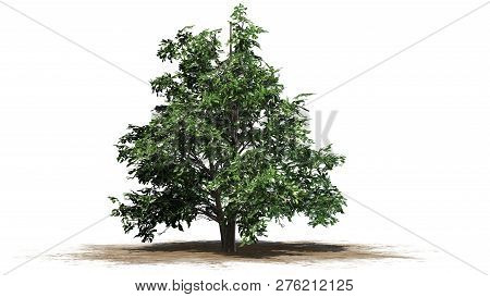 Korean Stewartia Tree Spring On A Sand Area - Separated On White Background - 3d Illustration