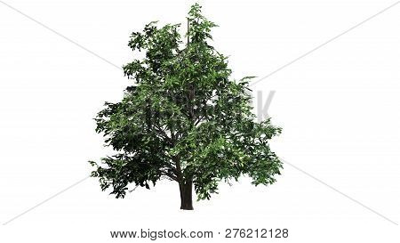 Korean Stewartia Tree Spring - Separated On White Background - 3d Illustration