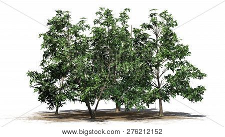 Korean Stewartia Tree Cluster Spring On A Sand Area - Separated On White Background - 3d Illustratio