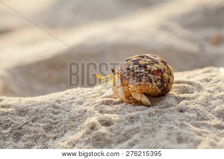 Hermit Crab Get Out From Shell To Explores The Environment In Local Seychelle Beach