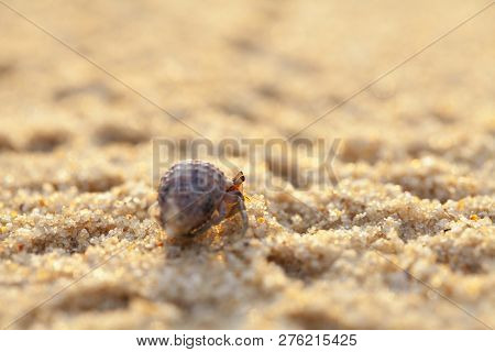 Hermit Crab Get Out From Shell To Explores The Environment In Local Seychelle Beach
