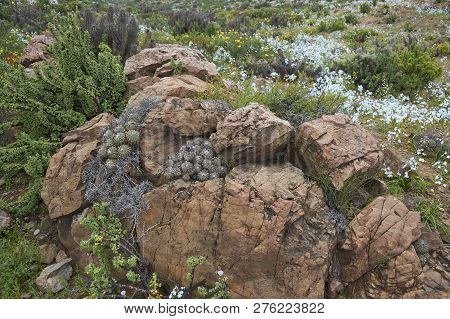 Flowers In The Atacama Desert After Unusual Rain In The Atacama Desert Near Copiapo, In Northern Chi