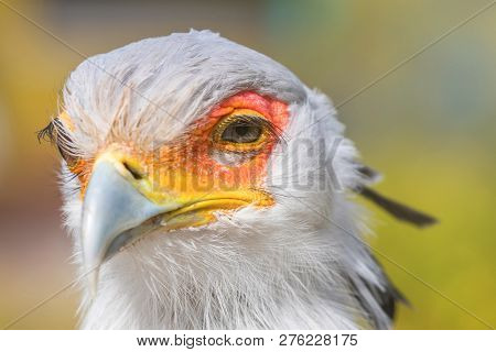 Secretarybird Close Up Portrait, African Bird Of Prey (sagittarius Serpentarius)