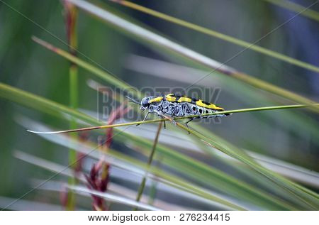 Yellow And Black Australian Native Banksia Jewel Beetle, Cyrioides Imperialis, Family Buprestidae, I