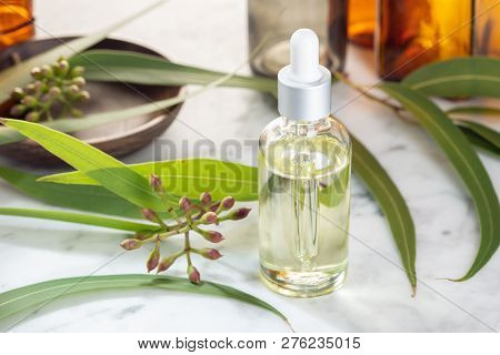 Eucalyptus Essential Oil. Eucalyptus Oil For Skin Care, Aromatheraphy, Spa, Herbal Medicine.