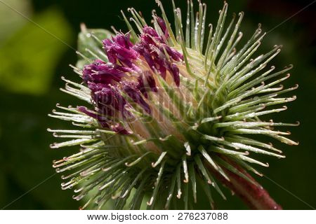 Beautiful Thistle Flower Is Growing On A Green Meadow. Carduus Personata.