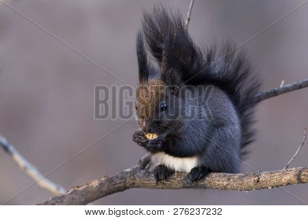 A Cute Squirrel (sciurus Vulgaris, Mammalia, Rodentia) Stood On A Branch Safely Eating A Nut Found O