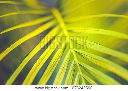 Copy Space Of Blur Green Palm Leaf Tree With Bokeh Sun Ligth Abstract Texture Background. Ecology An