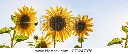 Groupf Of Sunflowers In Sunny Backlight With Some Bees On Them And A Bumblebee Next To The Sun
