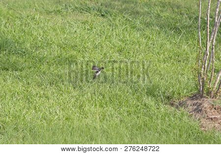 Northern Mockingbird (mimus Polyglottos) Landing At A Bush