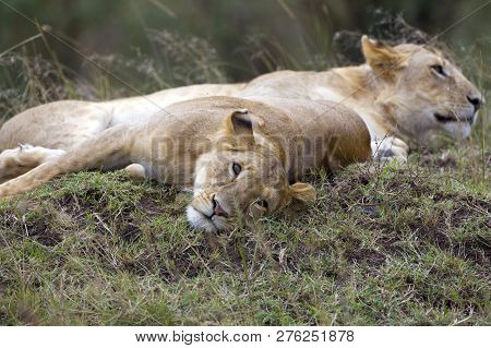 Lioness Having Some Rest In The Wild