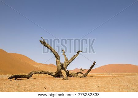 Dead Tree And Tough Environment At Sossusvlei Desert, One Of The Most Iconic African Palaces