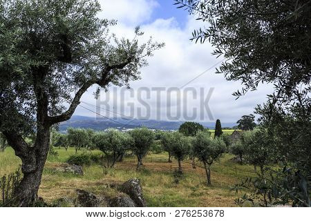 Beautiful Agricultural Landscape With Old And New Olive Trees In The Middle Of Granite Boulders Near