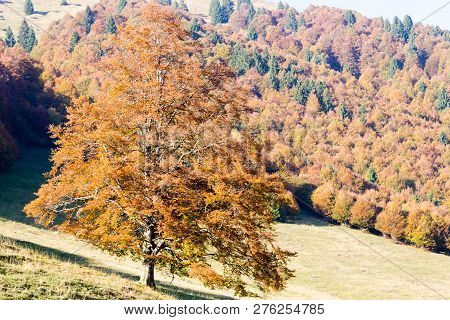 Trees In Autumn Season Background. Autumn Lansdscape