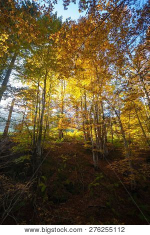 Trees In Autumn Season Background. Autumn Lansdscape