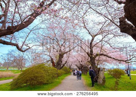 Iwate , Japan - April 22 2018: Kitakami Tenshochi Park Located By The Kitakami River, Renowned As On