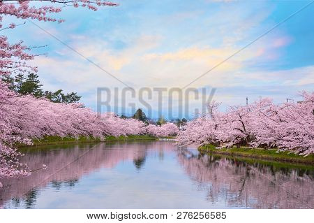 Hirosaki, Japan - April 23 2018: Full Bloom Sakura - Cherry Blossom  At Hirosaki Park, One Of The Mo