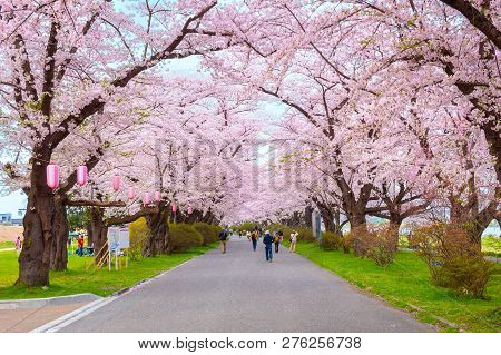 Iwate , Japan - April 22 2018: Kitakami Tenshochi Park Located By The Kitakami River, Renowned As On
