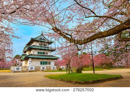 Hirosaki, Japan - April 23 2018: Sakura - Cherry Blossom Full Bloom At Hirosaki Castle In Hirosaki P