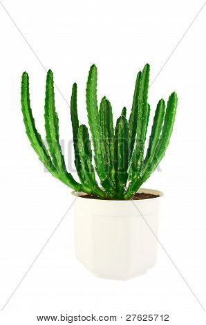 Saftige Stapelia i en hvid