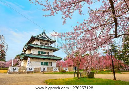 Hirosaki, Japan - April 23 2018: Sakura - Cherry Blossom Full Bloom At Hirosaki Castle In Hirosaki P