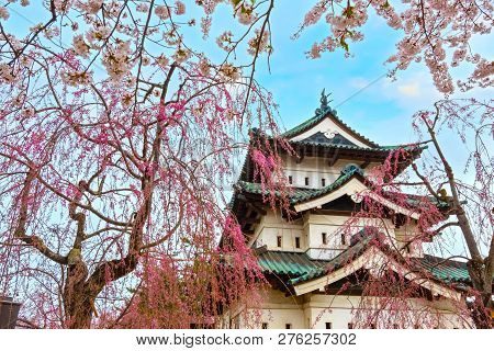 Hirosaki, Japan - April 23 2018: Sakura - Cherry Blossom Full Bloom At Hirosaki Castle In Hirosaki P