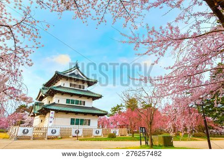 Hirosaki, Japan - April 23 2018: Sakura - Cherry Blossom Full Bloom At Hirosaki Castle In Hirosaki P
