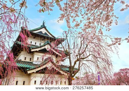 Hirosaki, Japan - April 23 2018: Sakura - Cherry Blossom Full Bloom At Hirosaki Castle In Hirosaki P