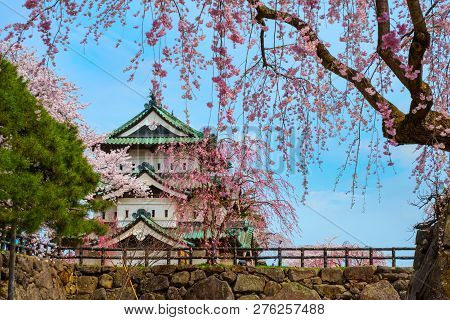 Hirosaki, Japan - April 23 2018: Sakura - Cherry Blossom Full Bloom At Hirosaki Castle In Hirosaki P