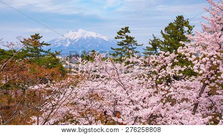 Full Bloom Sakura - Cherry Blossom With Mt. Iwaki In Hirosaki, Japan