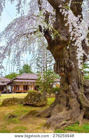 Hirosaki, Japan - April 23 2018: The Fujita Memorial Japanese Garden Built In 1919 In Japanese Tradi