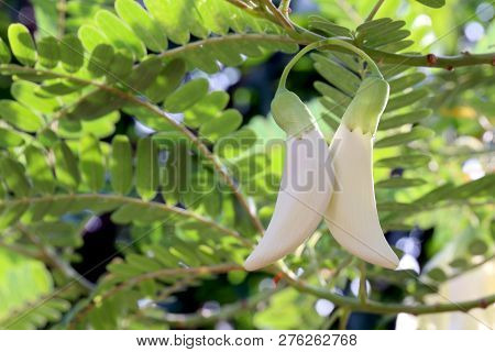 White Agasta Flower, Sesban, Vegetable Humming Bird, Humming Bird Tree, Butterfly Tree, Agati Sesban