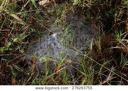 Morning Drops Of Dew On A Spider Web On The Morning Grass, Background Dew Drops On The Grass Nature,