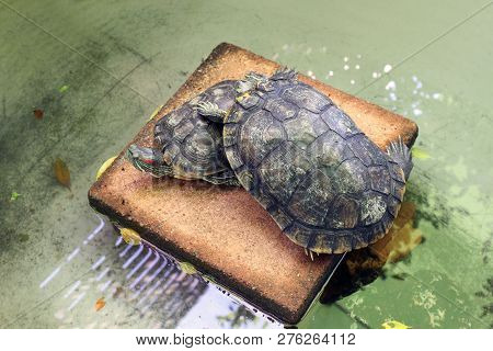 Turtle Lovers, Freshwater Turtle, Beautiful Turtles, Turtle Farm