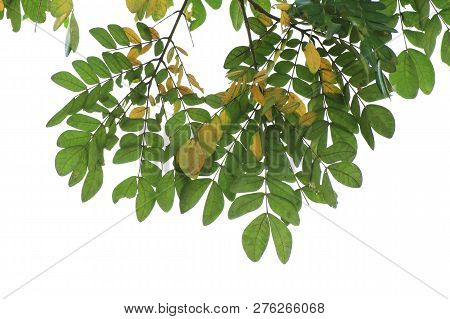 Green Leaf Albizia Lebbeck (leguminosae) Isolated On White Background, Leaves, Fresh And Dried Leave