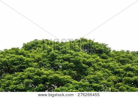 Top Of Large Eastindian Walnut, Raintree Or Samanea Saman Green Tree Isolated On White Background, C